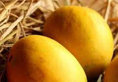 EU to lift ban on importing Indian mangoes 1 mango