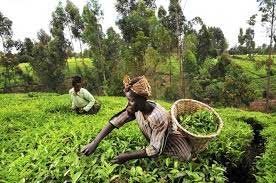 Indian-owned firm's $30 mn investment aims to revive agriculture in Ghana 1 28agriculture ghana