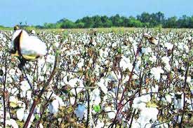 India to export 65-70 lakh bales of cotton in 2017-18 1 29cotton