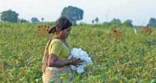 Demand for eco-friendly fabrics propels organic cotton farming in India 5 16cotton