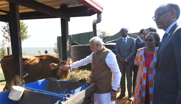 India donates 200 cows for Rwandan economic development project 1 24modi donate cow