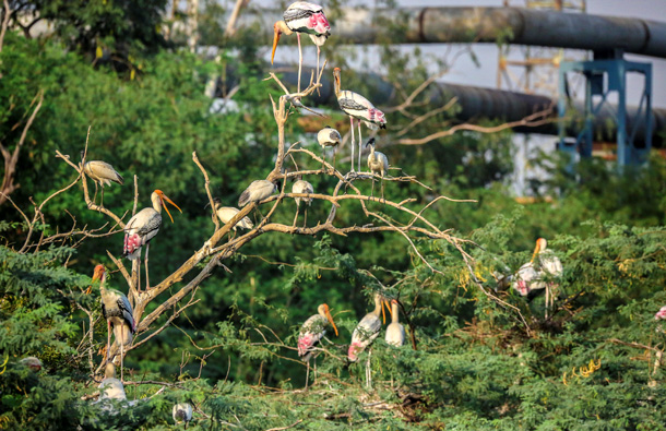 IndianOil’s Mathura Refinery : BLENDING TECHNOLOGY WITH ECOLOGY 2 ioc3