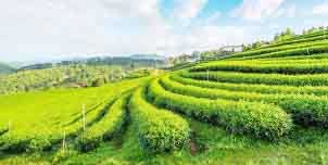 Sikkim to get '100 pc organic state' UN award in Rome 1 15organic state