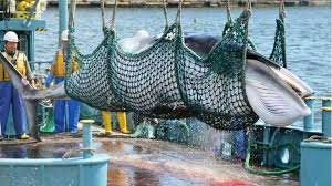 Japan to resume commercial whaling from July 2019 1 26commercial whaling