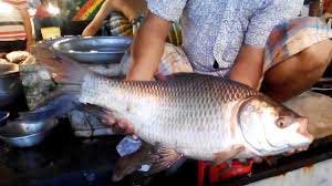 Bihar lifts ban on sale of live fish 1 18fish