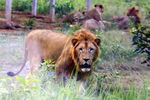 10lion