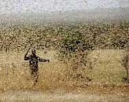 Haryana gears up for intense locust attack 1 17locust attack