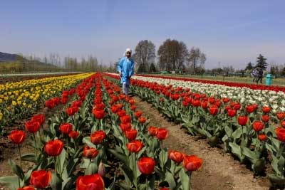 Sunshine greets visitors as Srinagar throws open Tulip Garden 1 25tulip garden