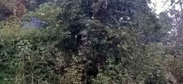 India among world's few countries to record rise in forest cover
