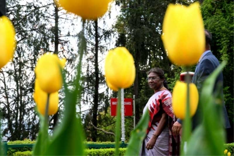 President graces opening of Tulip Garden at Rashtrapati Niwas in Mashobra 12 18tulip garden