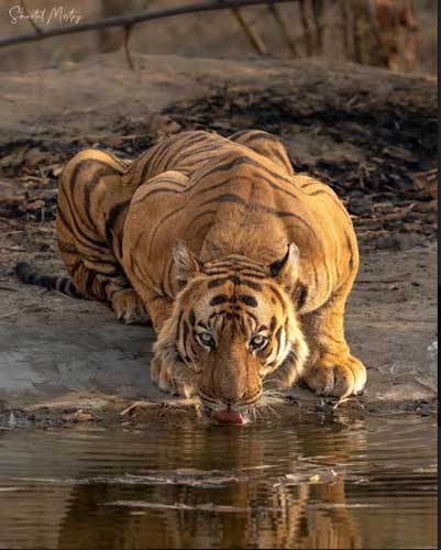 A Peek into the ‘Tiger State of India’ on this Tiger’s Day! 5 28tiger