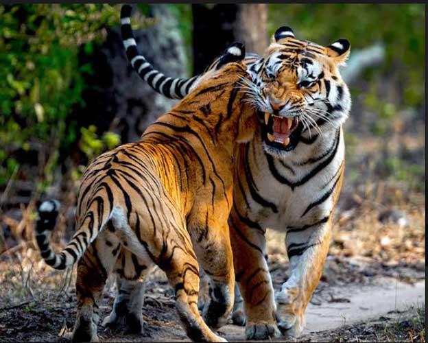 A Peek into the ‘Tiger State of India’ on this Tiger’s Day! 6 28tiger2