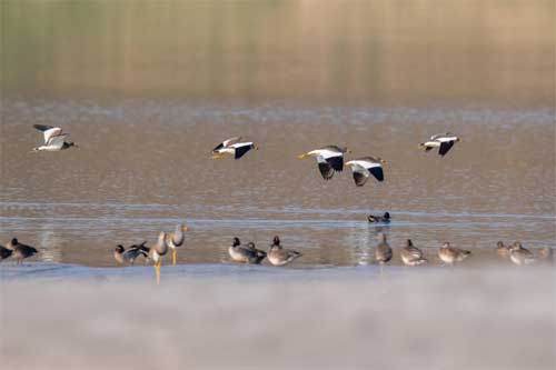 NTPC Bongaigaon releases film on biodiversity “A Symphony of Sustainability” 5 birds1