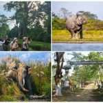 kaziranga park