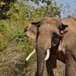 kenya elephant