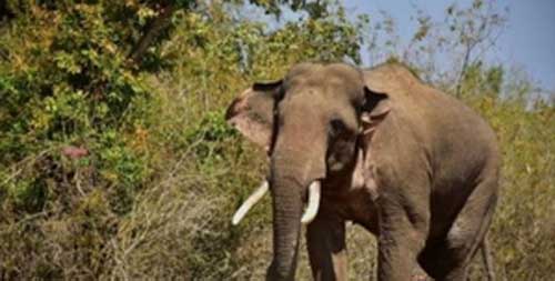 kenya elephant