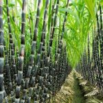 Centre hikes fair price for sugarcane to Rs 355 a quintal, 5 crore farmers to gain