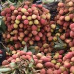 In a first, India exports rose-scented litchis from Punjab to Qatar, Dubai 13 In a first, India exports rose-scented litchis from Punjab to Qatar, Dubai