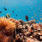 Tanzania beefs up efforts to safeguard biodiversity, strengthen blue economy