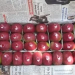 Indian Railways Unveils Rapid Cargo Train Service to Boost Apple Trade from Kashmir 12 Indian Railways Unveils Rapid Cargo Train Service to Boost Apple Trade from Kashmir