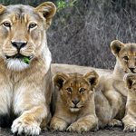 Gujarat leads the state in biodiversity, with 891 lions and 7,672 wild asses found in the census. 11 Gujarat leads the state in biodiversity, with 891 lions and 7,672 wild asses found in the census