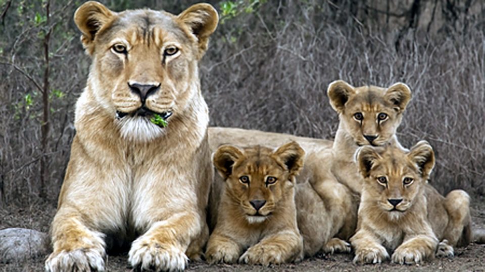 Gujarat leads the state in biodiversity, with 891 lions and 7,672 wild asses found in the census