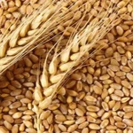 Government Approves Higher MSP for Rabi Crops to Support Farmers 15 Government Approves Higher MSP for Rabi Crops to Support Farmers
