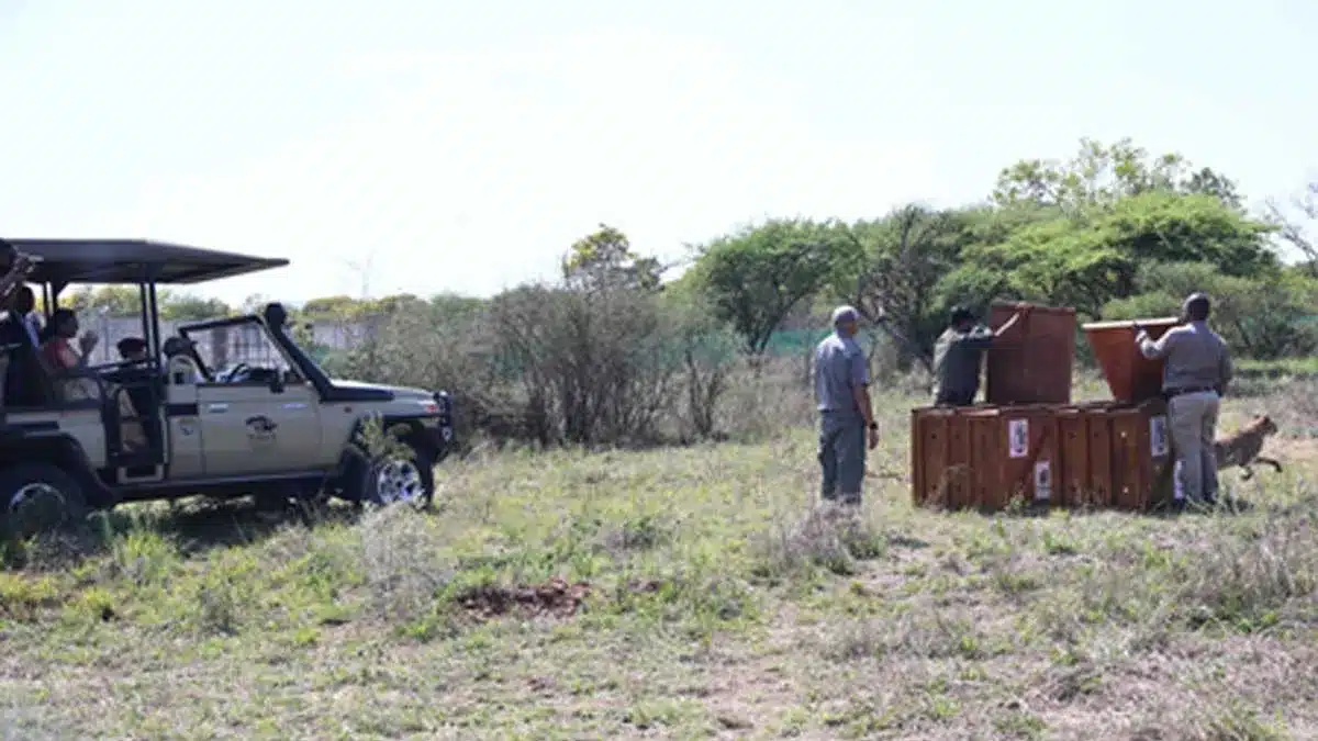 President Murmu, Botswana President Witness Cheetah Release 5 botswana tiger