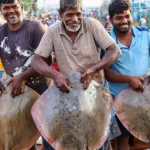 India to Host Envoys of 83 Countries at Roundtable to Promote Seafood Exports 11 India to Host Envoys of 83 Countries at Roundtable to Promote Seafood Exports