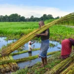 Cabinet Raises Minimum Support Price of Jute by Rs 275 for 2026-27 Season 14 Cabinet Raises Minimum Support Price of Jute by Rs 275 for 2026-27 Season