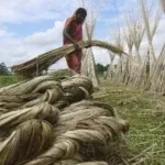 Govt Cuts Raw Jute Stock Limits to Zero for Traders, Balers 15 Govt Cuts Raw Jute Stock Limits to Zero for Traders, Balers