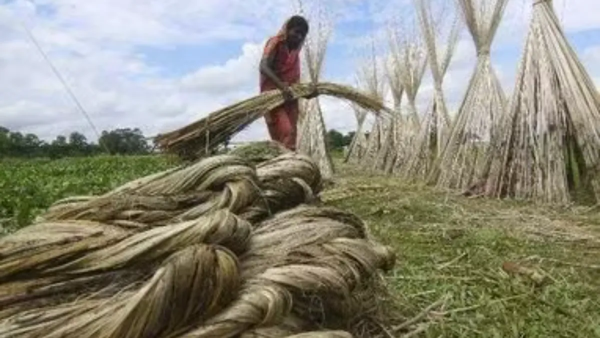 feature news 744 Govt Cuts Raw Jute Stock Limits to Zero for Traders, Balers