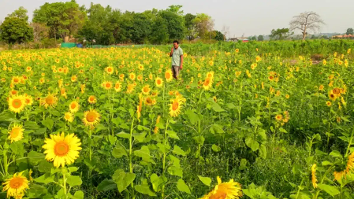 Cabinet Approves MSP Hike for 14 Kharif Crops 5 Cabinet Approves MSP Hike for 14 Kharif Crops