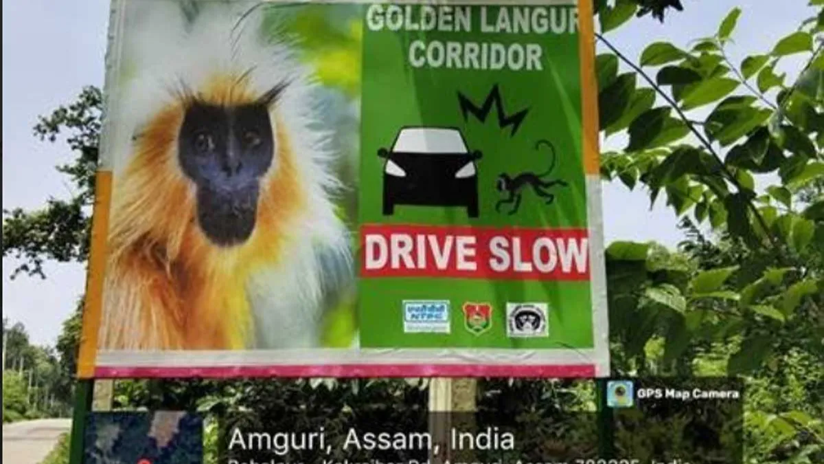 NTPC Bongaigaon Supports Golden Langur Conservation with Artificial Canopy Bridges in Assam 5 ntpc drive slow